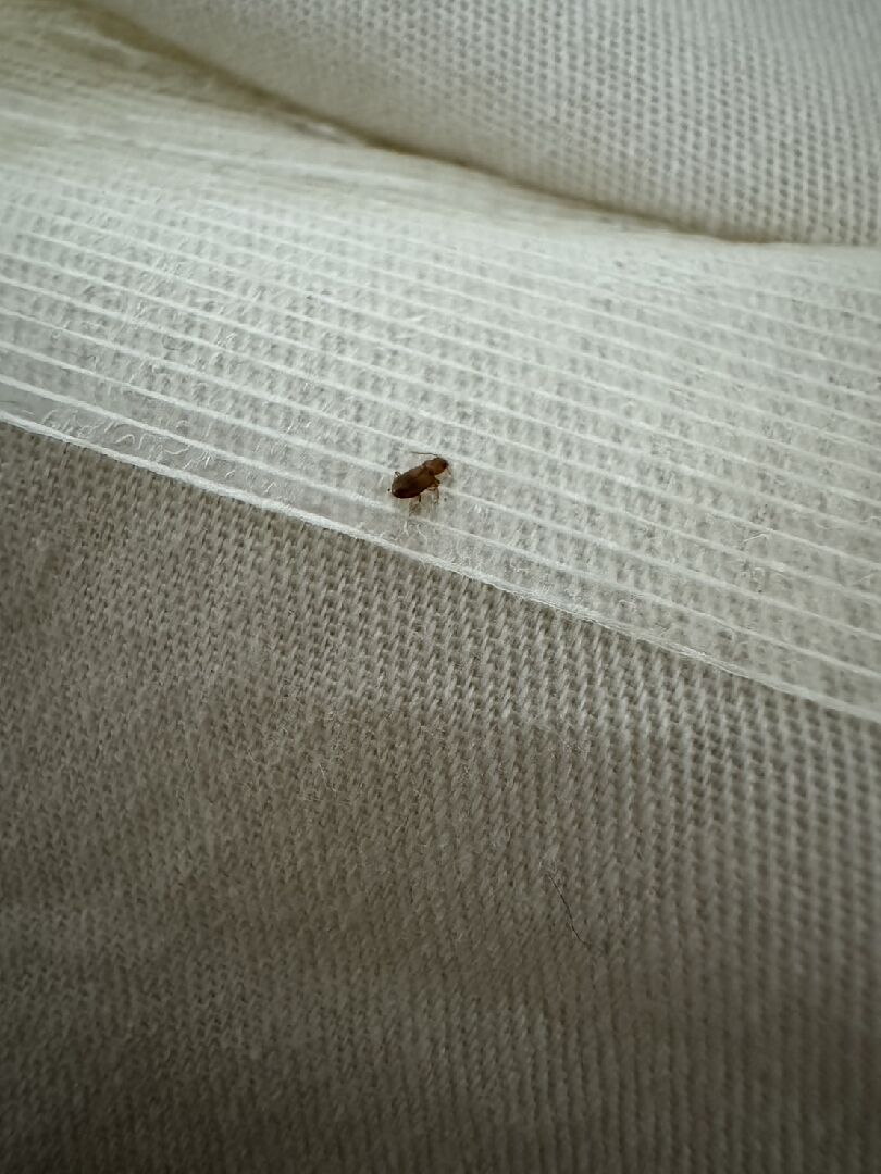 請問這是什麼蟲?