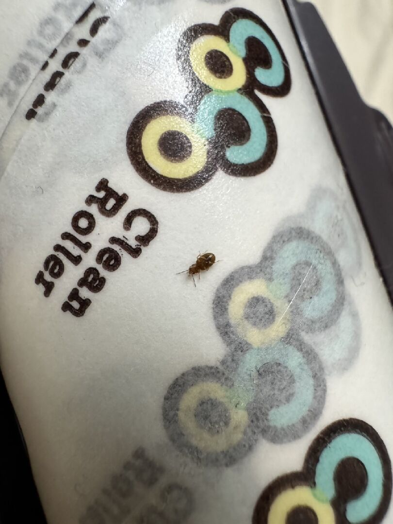 請問這是什麼蟲?