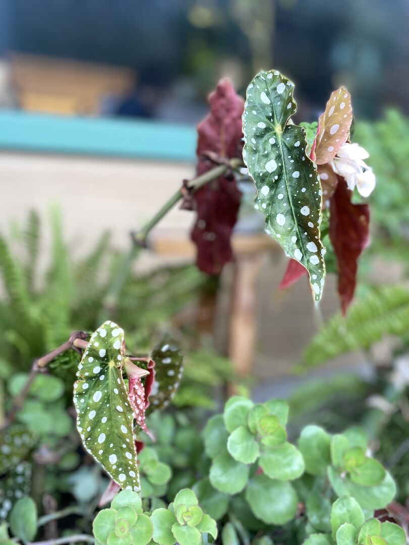 請問這個長得像龜背芋，但是上面有點點的植物叫什麼名字？