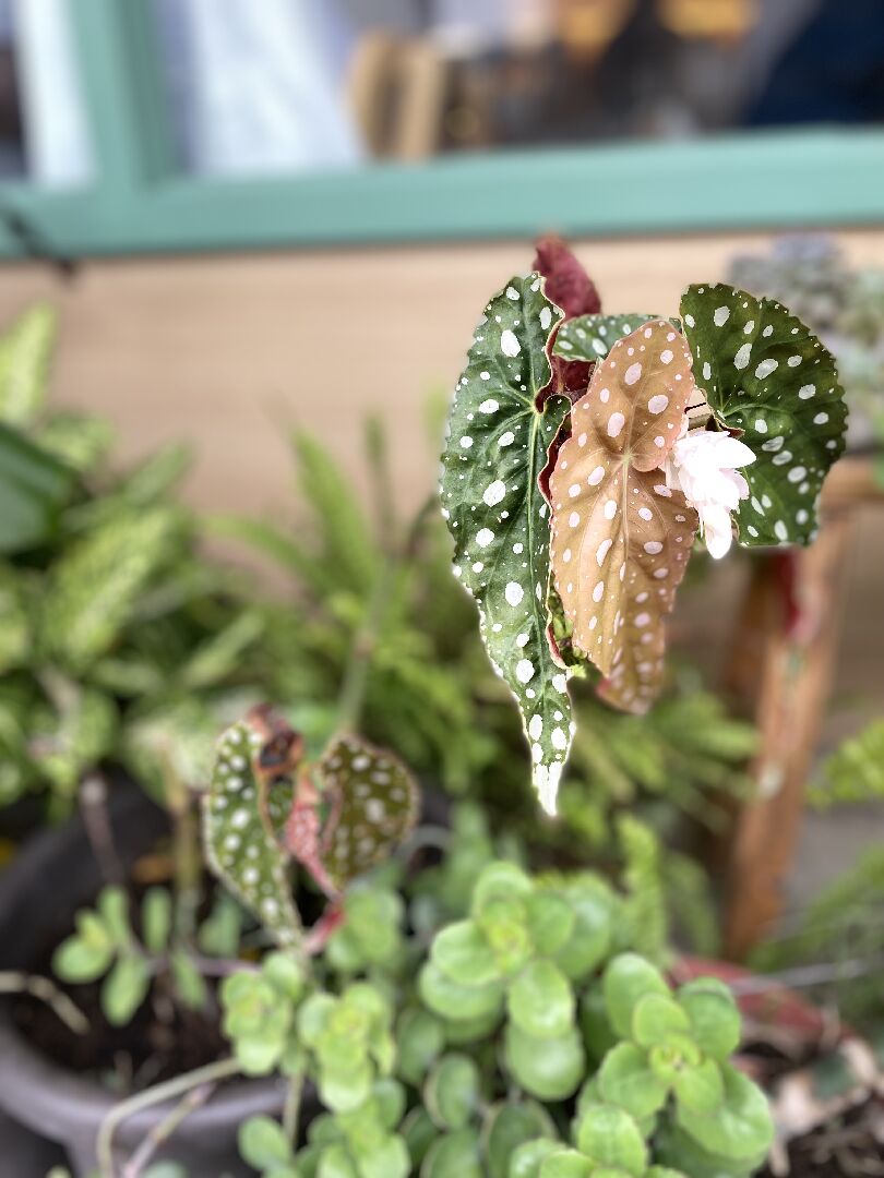 請問這個長得像龜背芋，但是上面有點點的植物叫什麼名字？