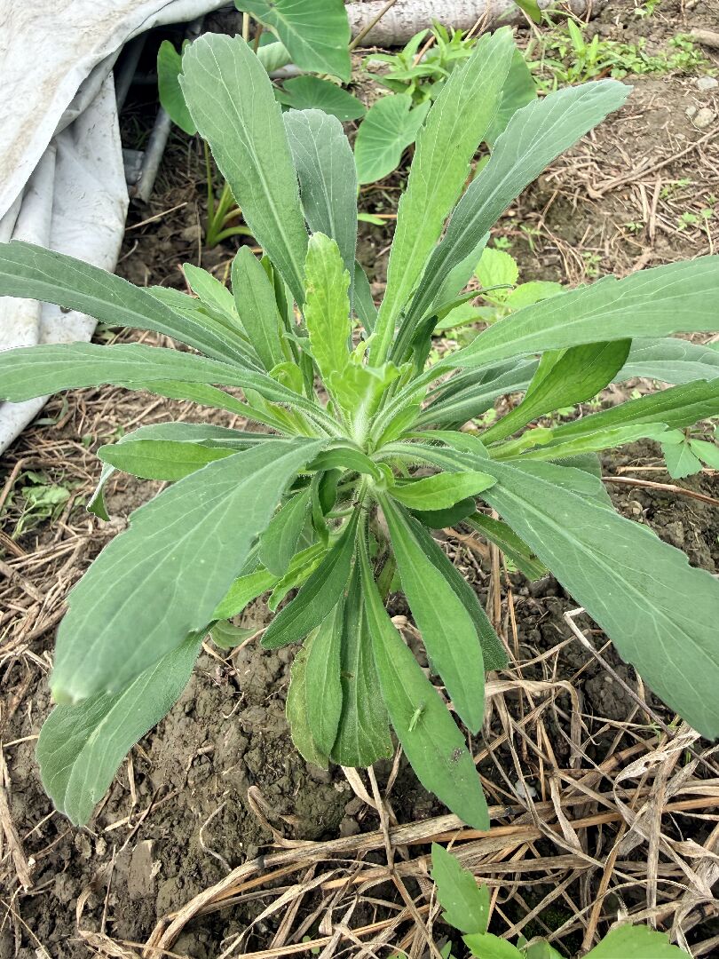 請問植物名，謝謝