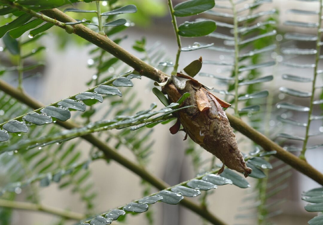 請問這是什麼蟲繭