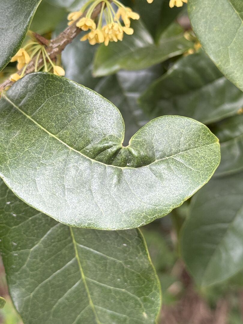 桂花葉子為什麼會這樣 ·͜·♡