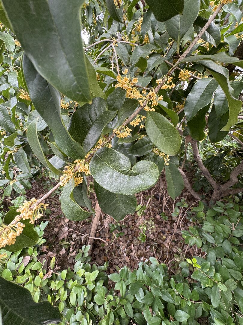 桂花葉子為什麼會這樣 ·͜·♡