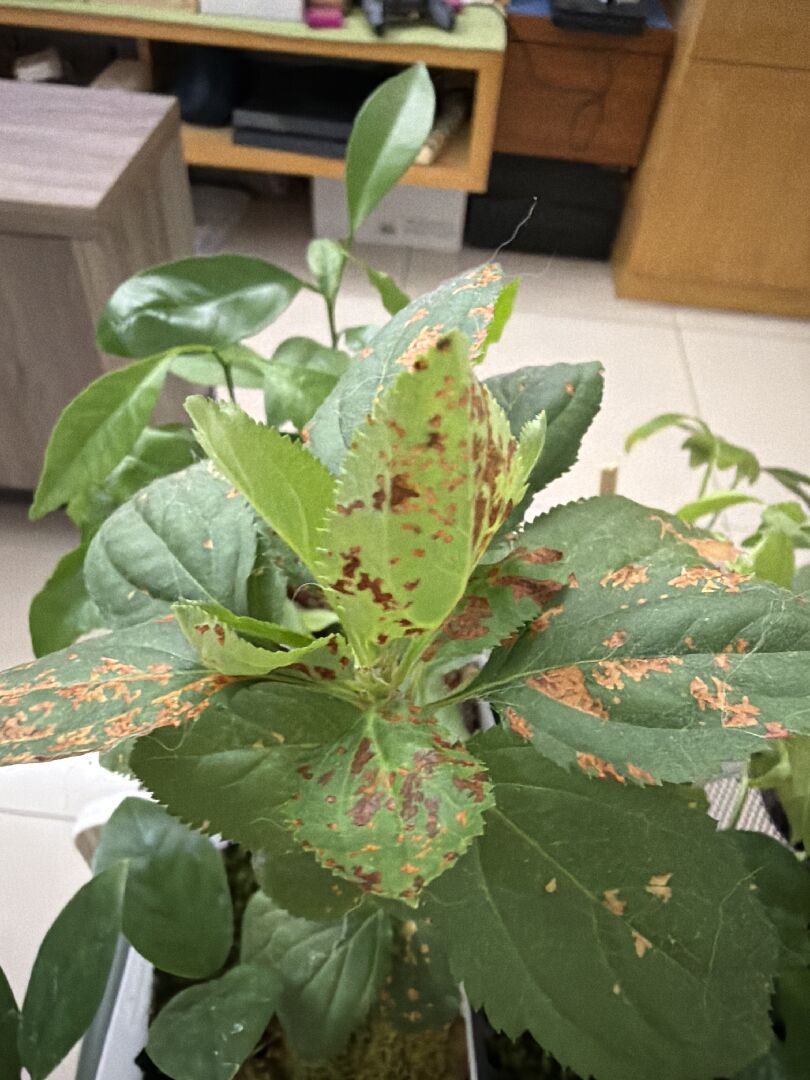 蘋果幼苗葉子出現異常