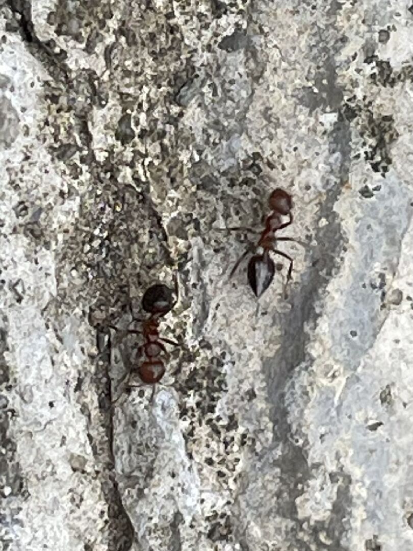 請問螞蟻的品種