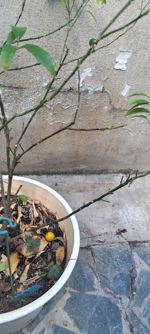 請問金棗枝條發黑