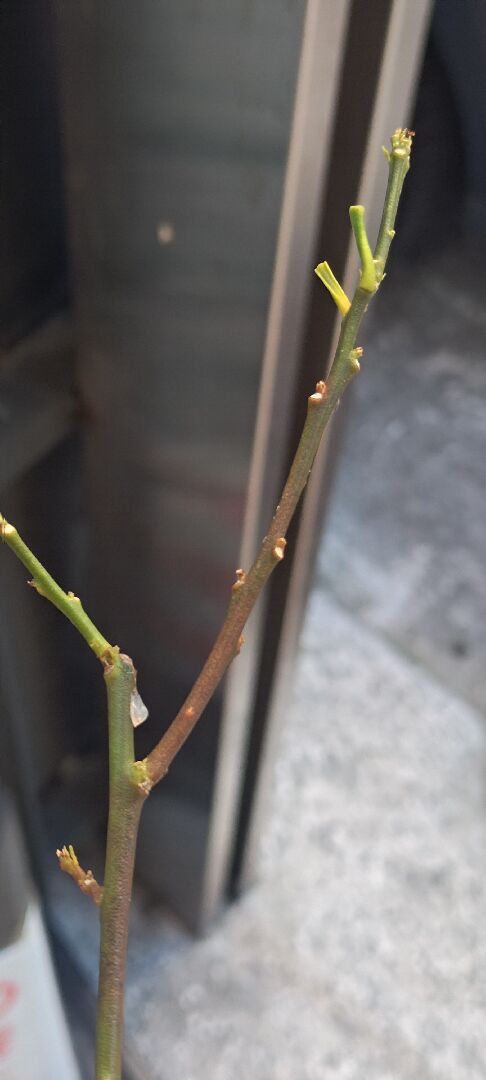 請問金棗枝條發黑