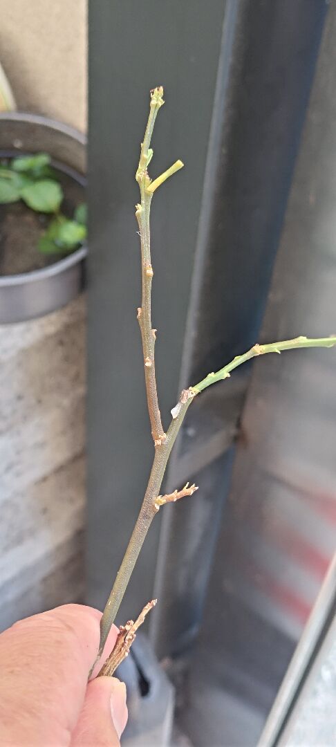 請問金棗枝條發黑