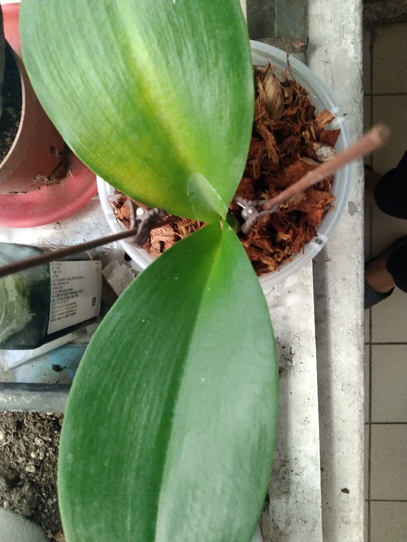 蝴蝶蘭換完盆之後黃葉