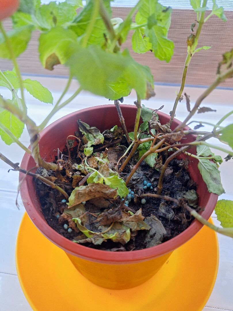 薄荷根部發黑一直黑到葉片