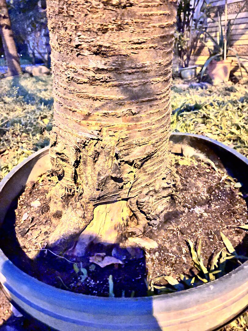 八重櫻 樹幹基部（嫁接處）樹皮委縮