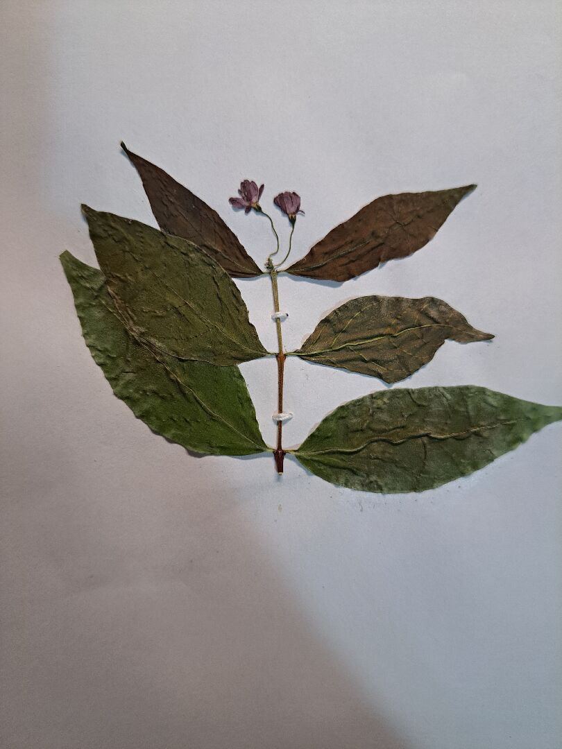 想問問這是什麼植物？