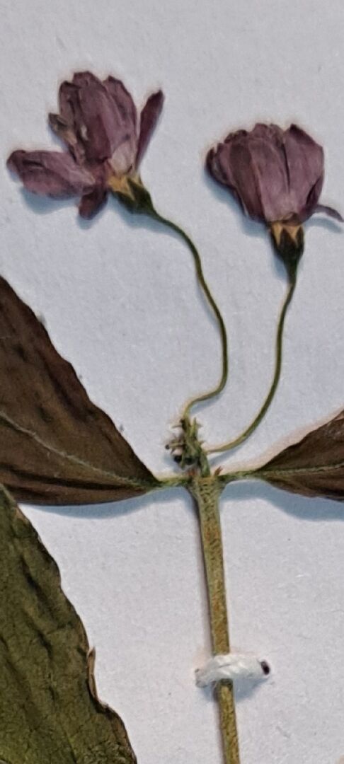 想問問這是什麼植物？