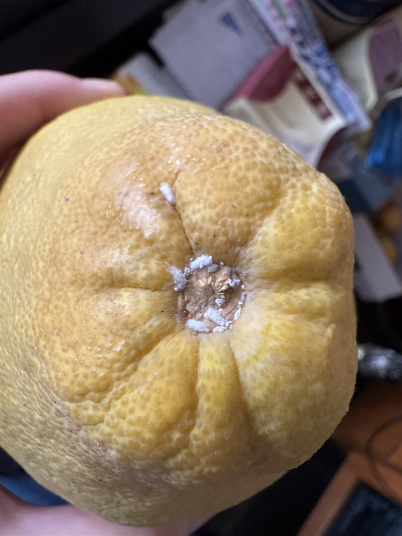 關於柚子頭部白白的