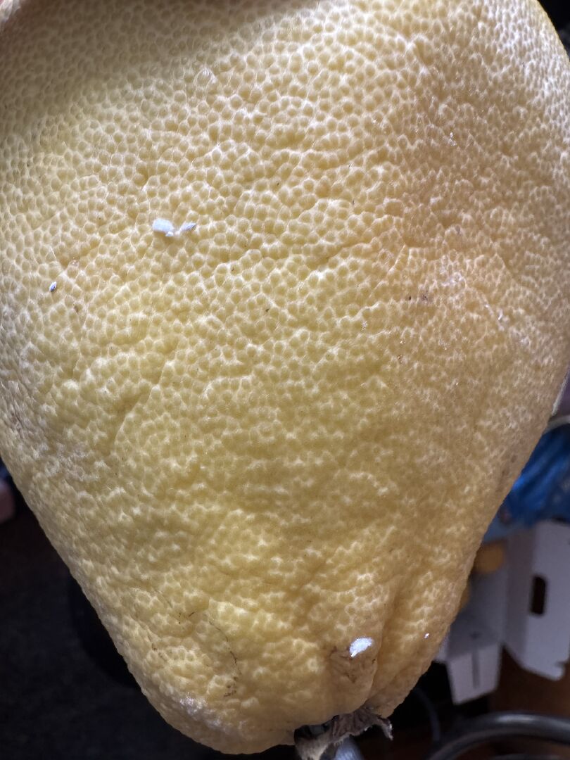 關於柚子頭部白白的