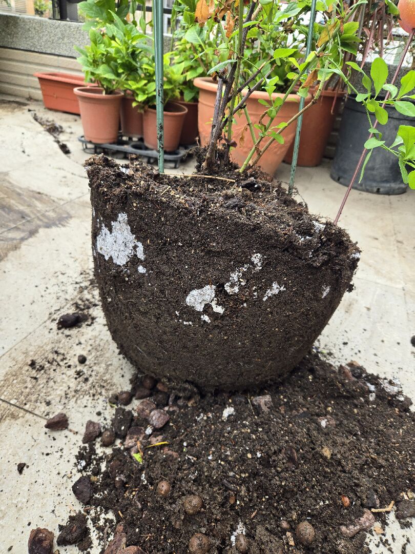 盆子裡出現這種白色的是怎麼造成的。有害嗎？有什麼方法救或丟掉