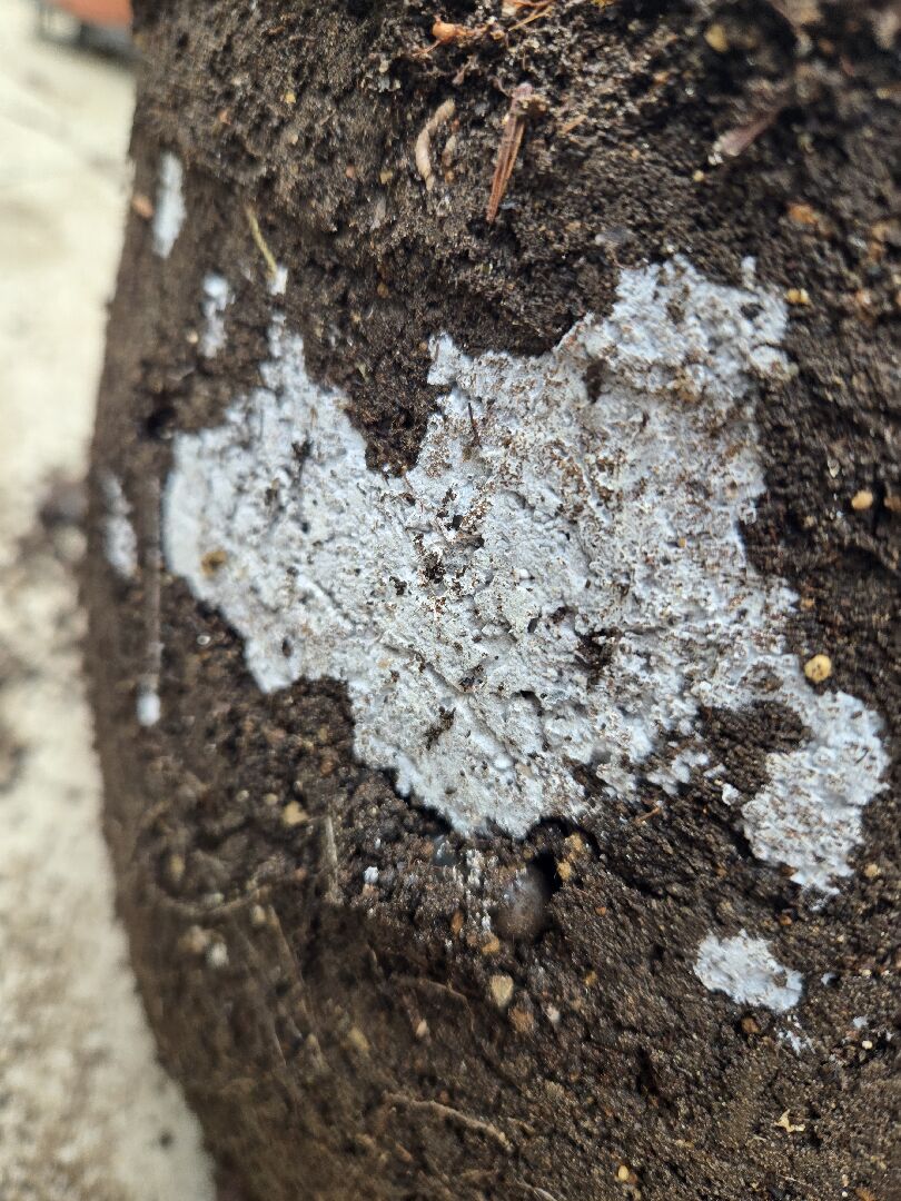 盆子裡出現這種白色的是怎麼造成的。有害嗎？有什麼方法救或丟掉