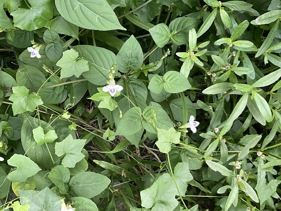 請教這是什麼植物？