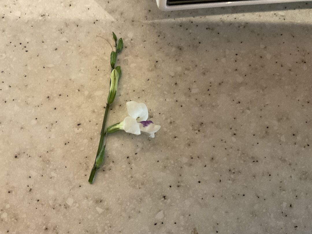 請教這是什麼植物？