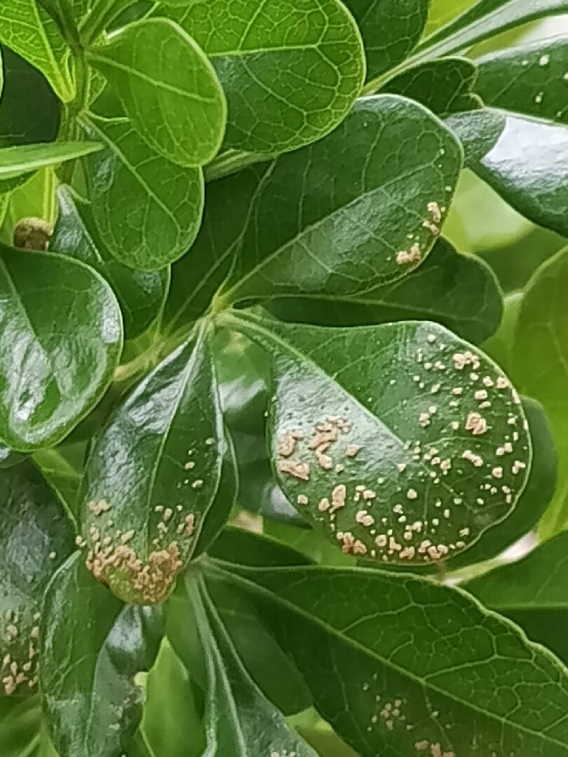 樹蘭 長出黃色的粉 病蟲害