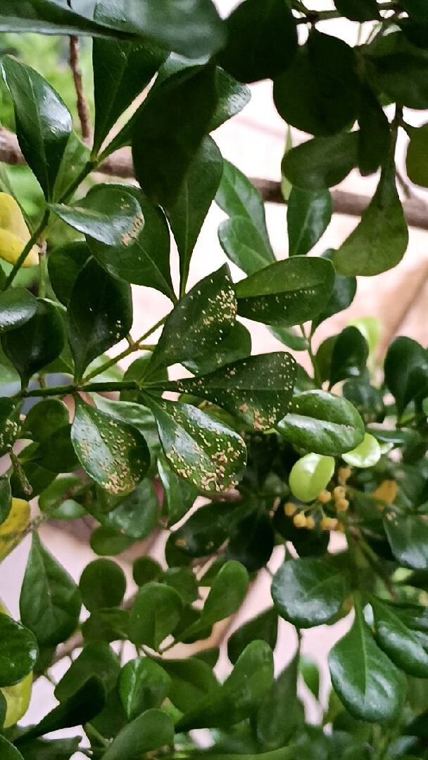 樹蘭 長出黃色的粉 病蟲害