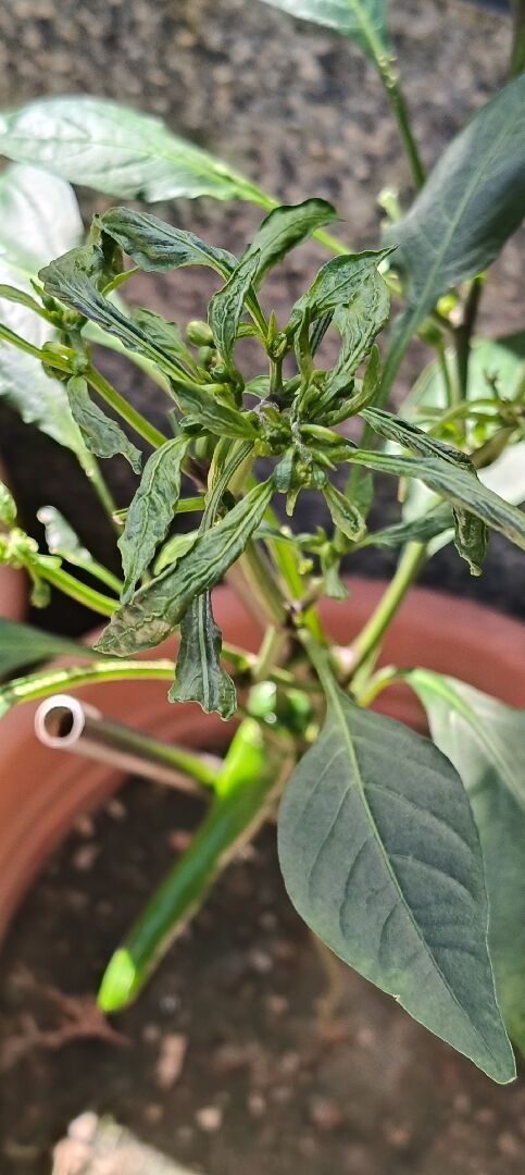 長辣椒新嫩葉子皺皺，顏色變深綠