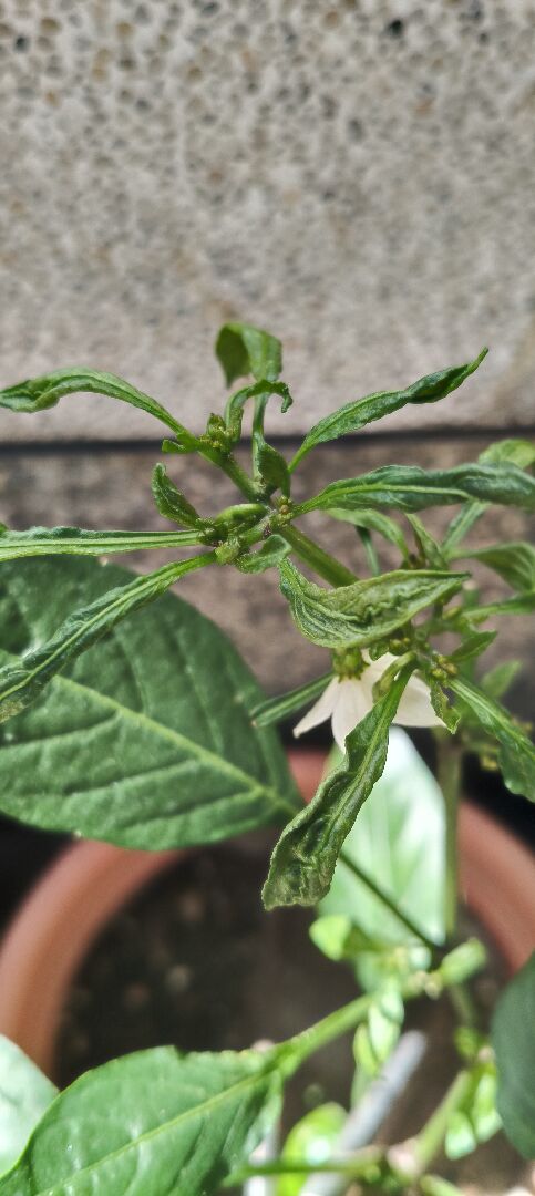 長辣椒新嫩葉子皺皺，顏色變深綠