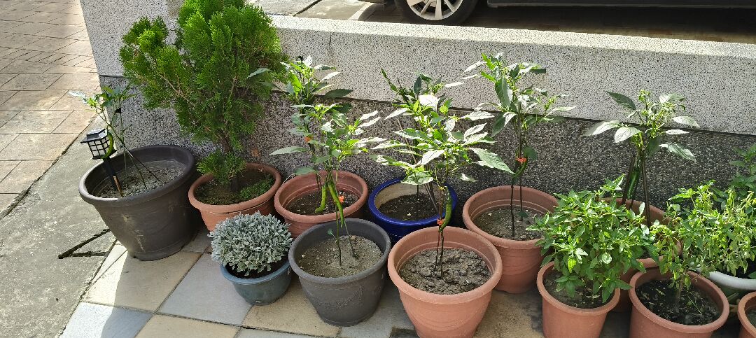 長辣椒新嫩葉子皺皺，顏色變深綠