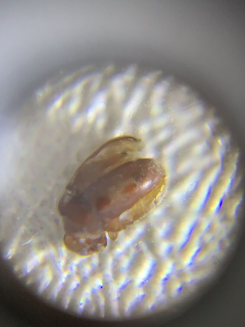 請問這是什麼蟲？