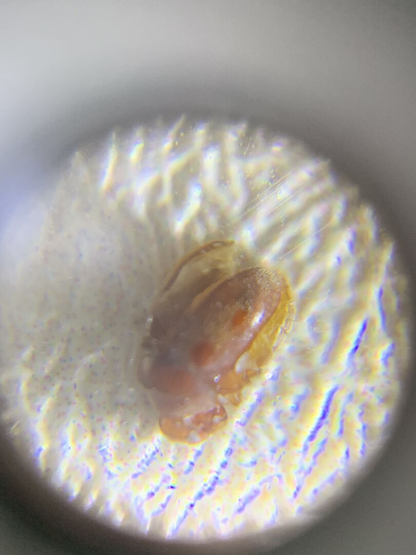 請問這是什麼蟲？