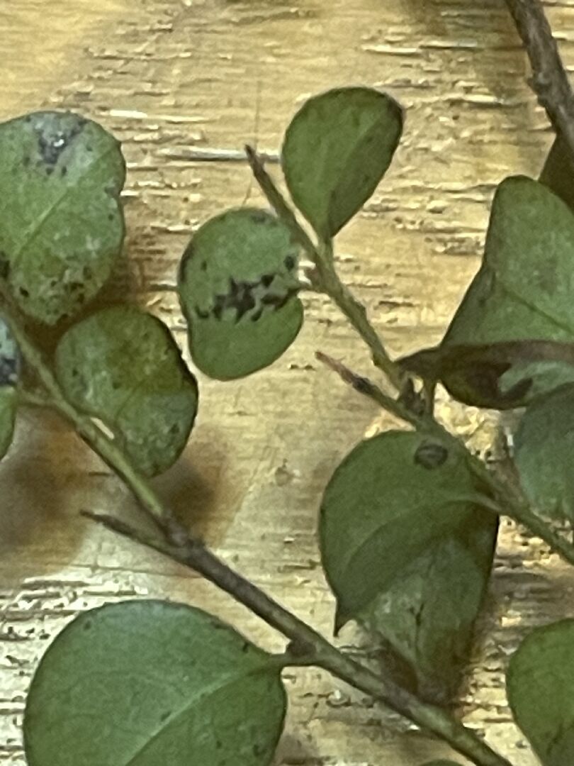 紫檀葉子有黑斑點