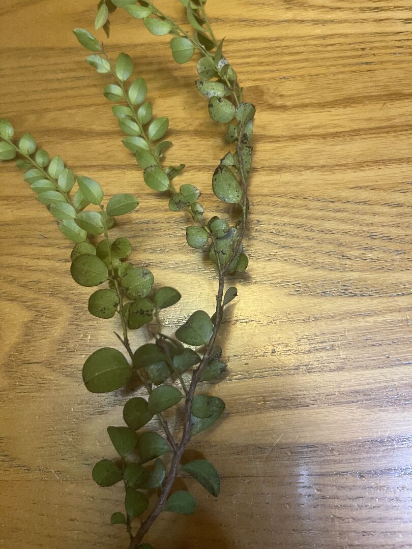 紫檀葉子有黑斑點