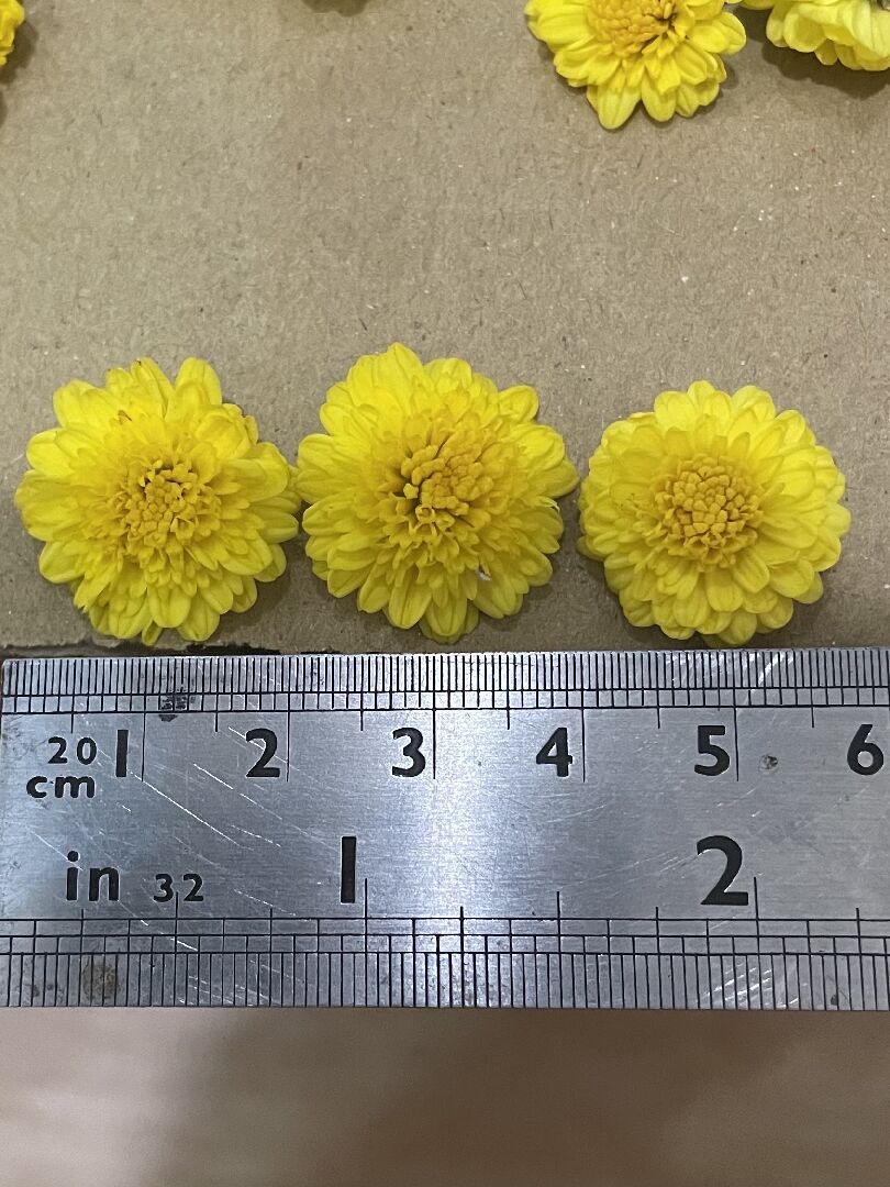 請問各位前輩知道這是什麼菊嗎？