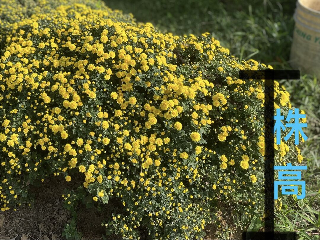 請問各位前輩知道這是什麼菊嗎？