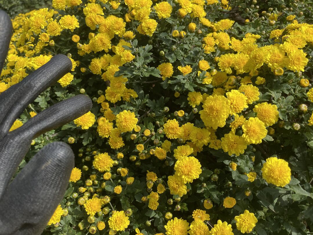 請問各位前輩知道這是什麼菊嗎？