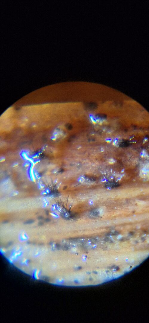 玉龍草真菌類病害