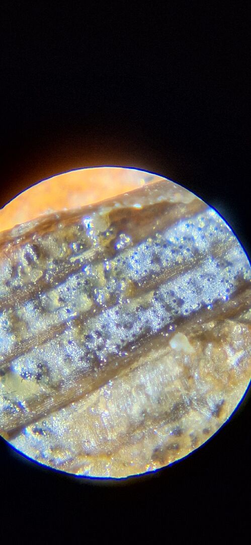 玉龍草真菌類病害