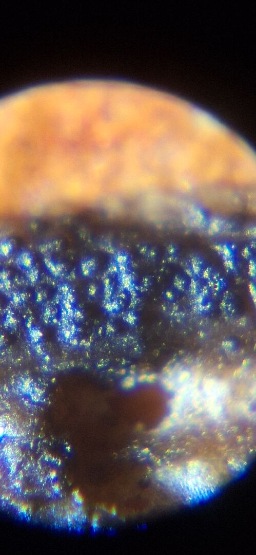 玉龍草真菌類病害