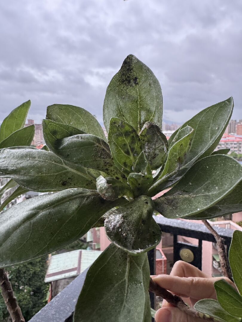 不知道白水木發生什麼事?該如何處理?