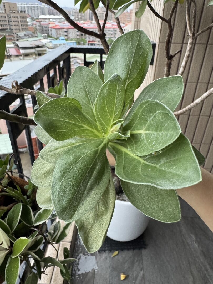 不知道白水木發生什麼事?該如何處理?