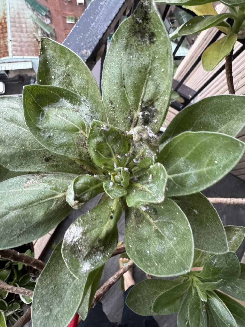 不知道白水木發生什麼事?該如何處理?