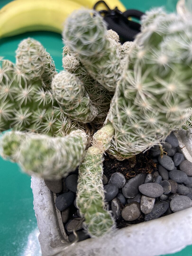 仙人掌好像要分離了