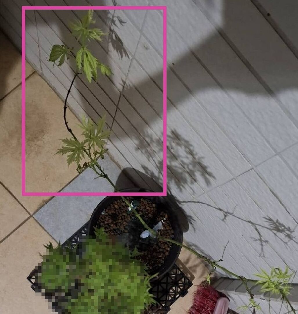 楓樹新發芽的葉子下位葉陸續萎爛處理方式?