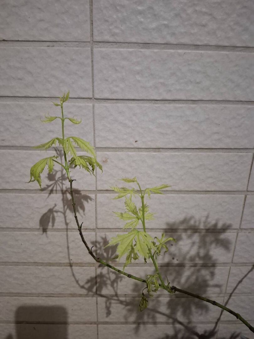 楓樹新發芽的葉子下位葉陸續萎爛處理方式?