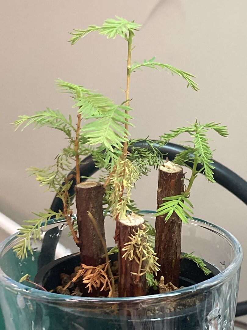 落羽松葉子枯黃枯萎