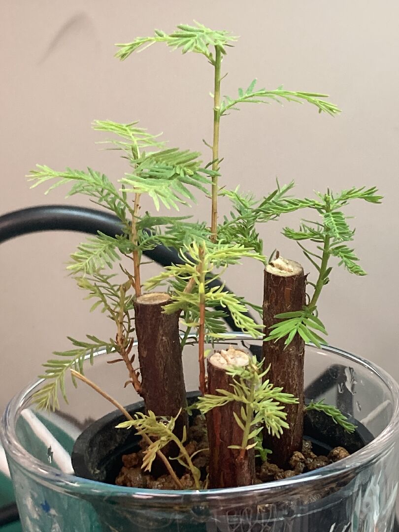 落羽松葉子枯黃枯萎