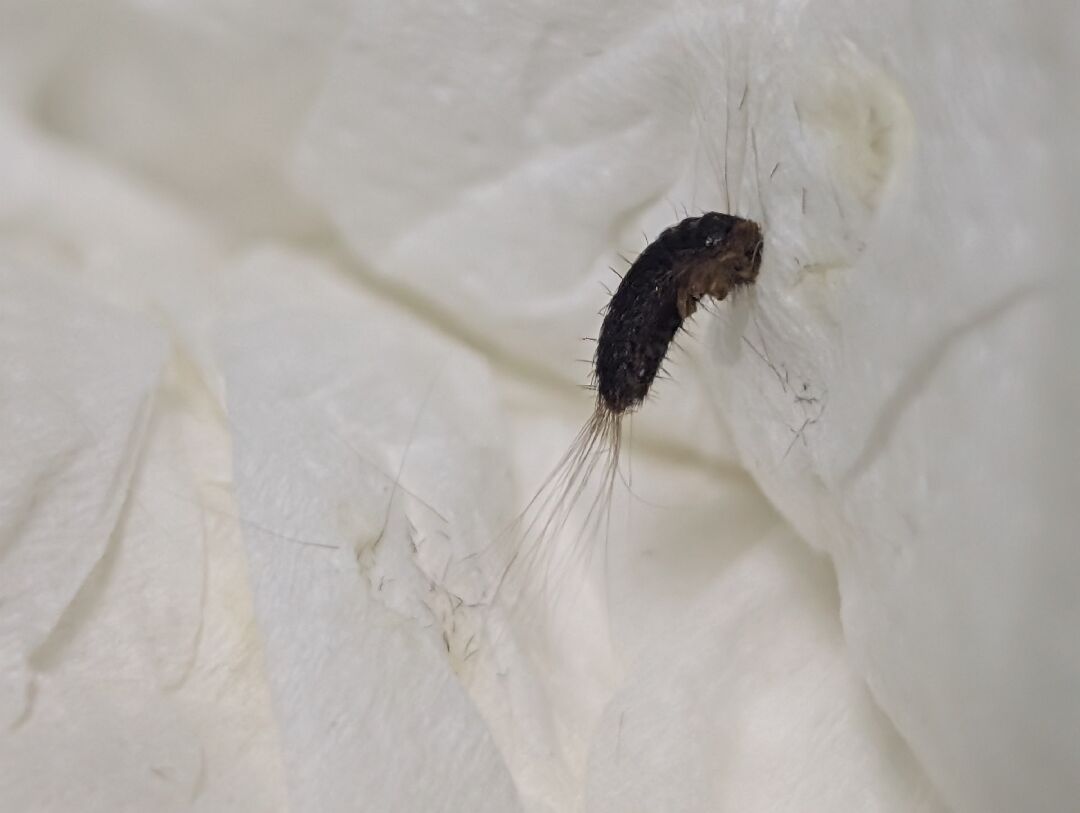 房間垃圾桶旁邊莫名出現的小蟲子不知道是什麼