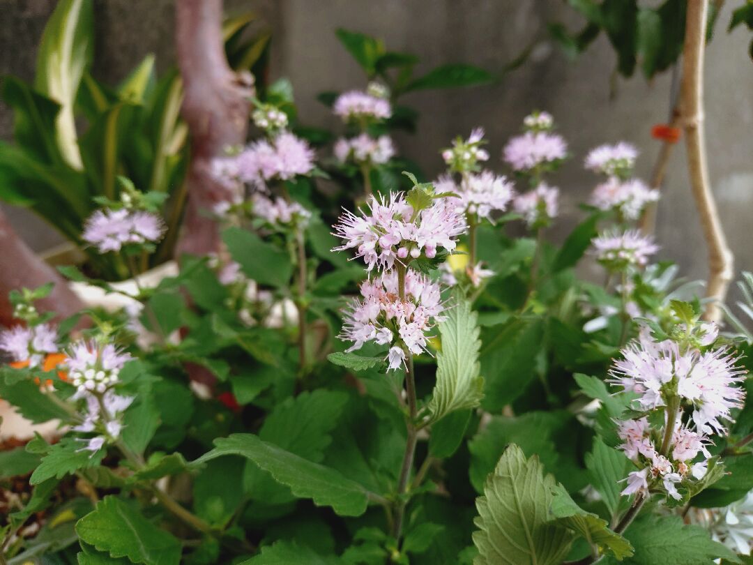 請問這是什麼花