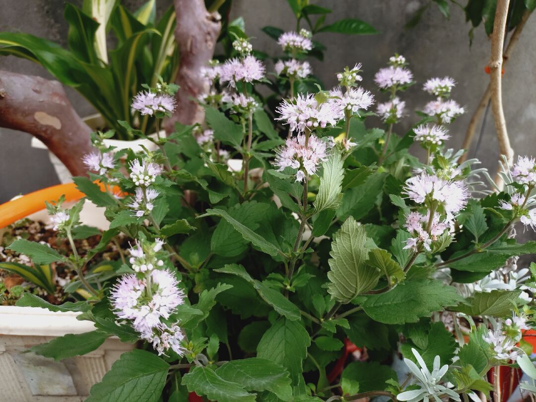 請問這是什麼花